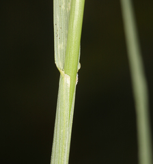 Festuca kingii