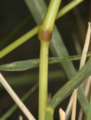 Festuca kingii