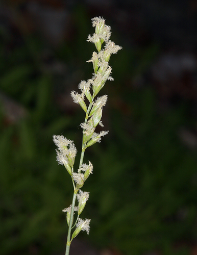 spike fescue (Leucopoa kingii)