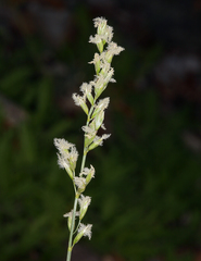 Festuca kingii
