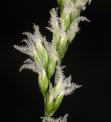 Festuca kingii