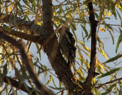 Sphyrapicus nuchalis