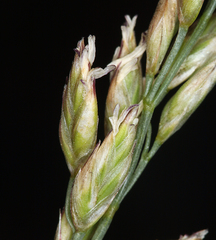 Festuca kingii