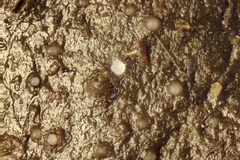 Ascozonus woolhopensis