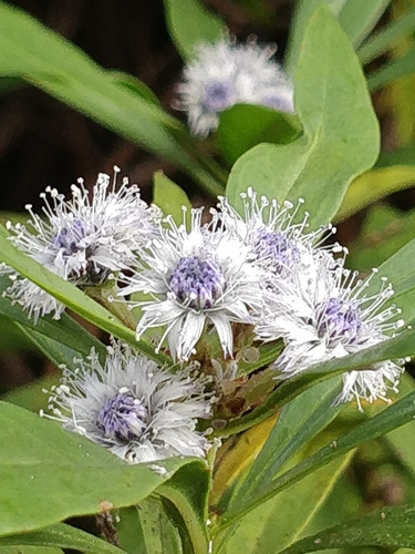 Willow-leaved Globe Flower