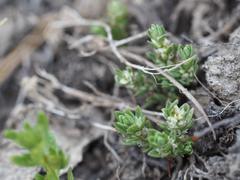 Polygonum polygaloides kelloggii