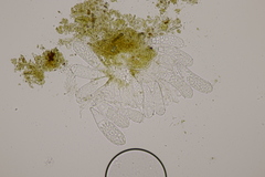 Ascozonus woolhopensis