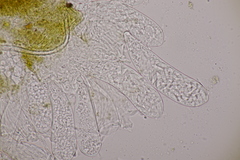 Ascozonus woolhopensis