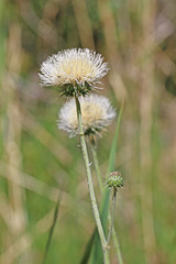 Cirsium ownbeyi