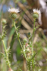 Cirsium ownbeyi