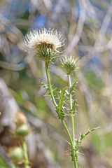 Cirsium ownbeyi