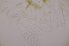 Ascozonus woolhopensis