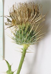 Cirsium ownbeyi