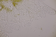Ascozonus woolhopensis