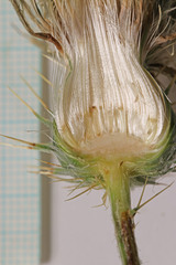 Cirsium ownbeyi
