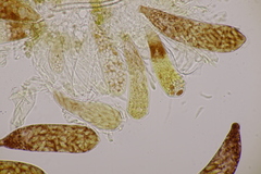 Ascozonus woolhopensis