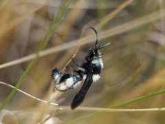 Reedomutilla