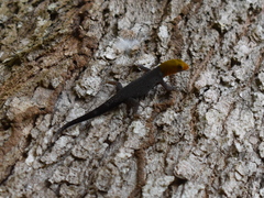 Gonatodes albogularis fuscus