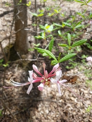 Rhododendron canescens