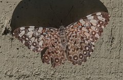 Hamadryas feronia feronia