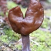 Saddle-shaped False Morel - Photo (c) Morgan Stickrod, some rights reserved (CC BY-NC), uploaded by Morgan Stickrod