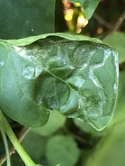 Liriomyza schmidti