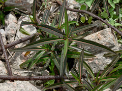 Barleria lupulina