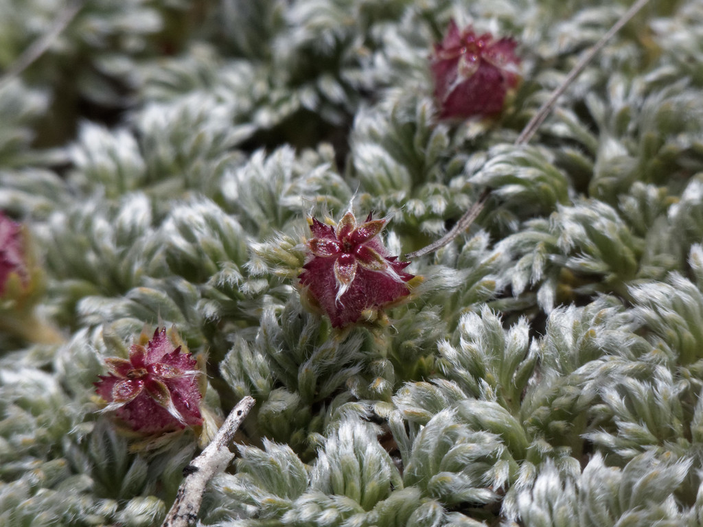 Acaena caespitosa