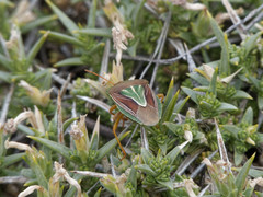 Acledra albocostata lueri