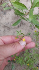 Scoparia montevidensis