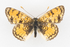 Phyciodes pallida