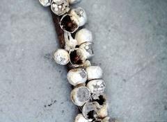 Polyschismium fallax