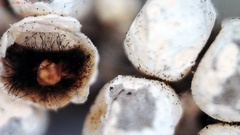 Polyschismium fallax