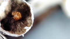 Polyschismium fallax