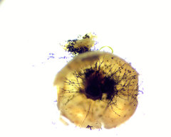 Polyschismium fallax