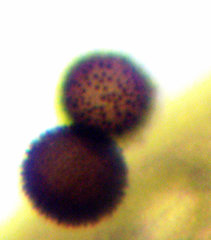 Polyschismium fallax