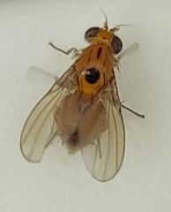 Neogriphoneura
