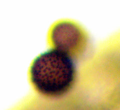 Polyschismium fallax