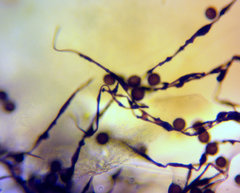 Polyschismium fallax