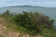 Barleria lupulina