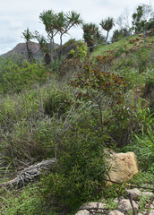 Barleria lupulina