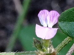 Teramnus labialis