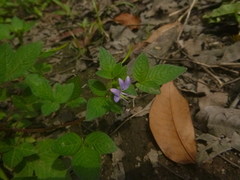 Cleome rutidosperma