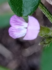Teramnus labialis