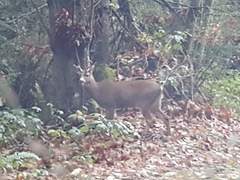 Odocoileus hemionus columbianus