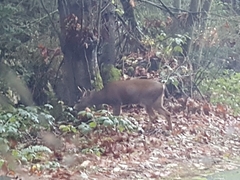 Odocoileus hemionus columbianus