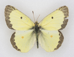 Colias philodice eriphyle