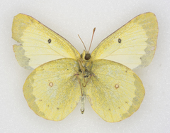 Colias philodice eriphyle