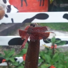 Neurothemis ramburii