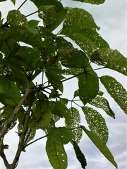 Walterianella inscripta